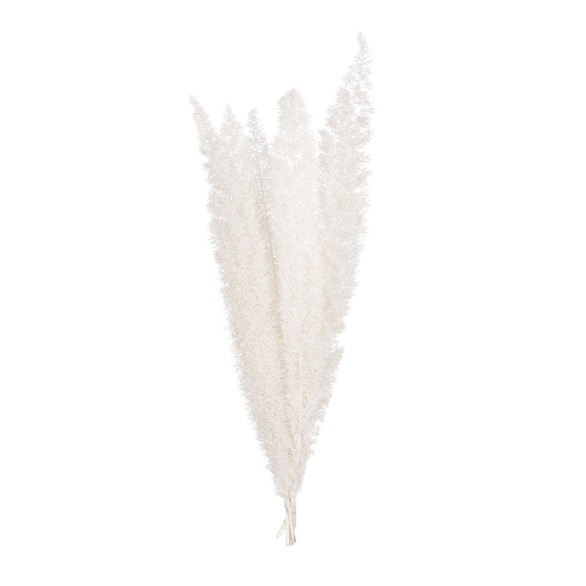 Foxtail
