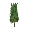 Parchment Fern