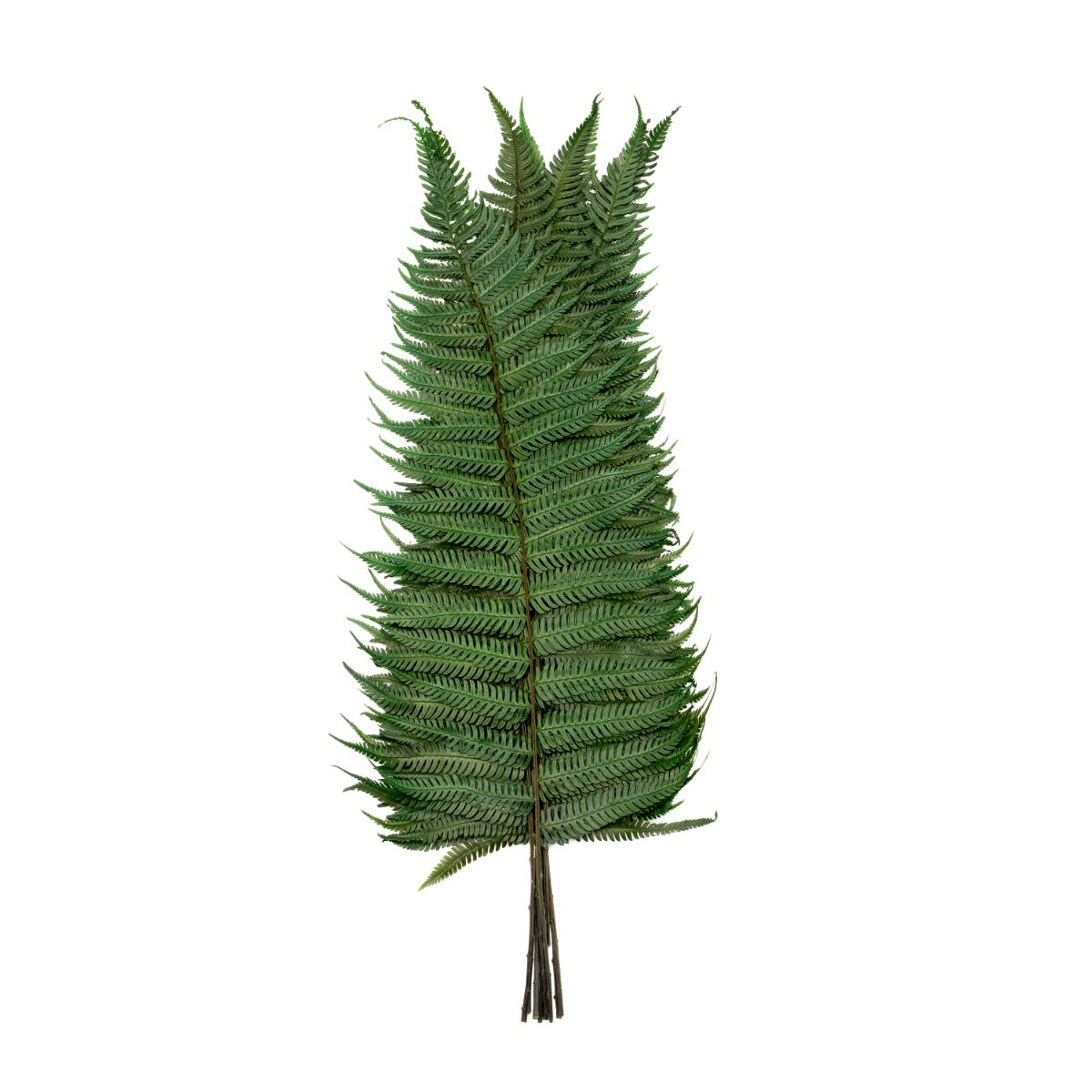 Parchment Fern