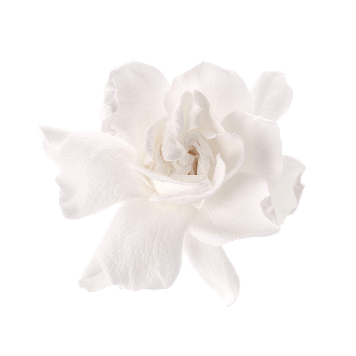Gardenia
