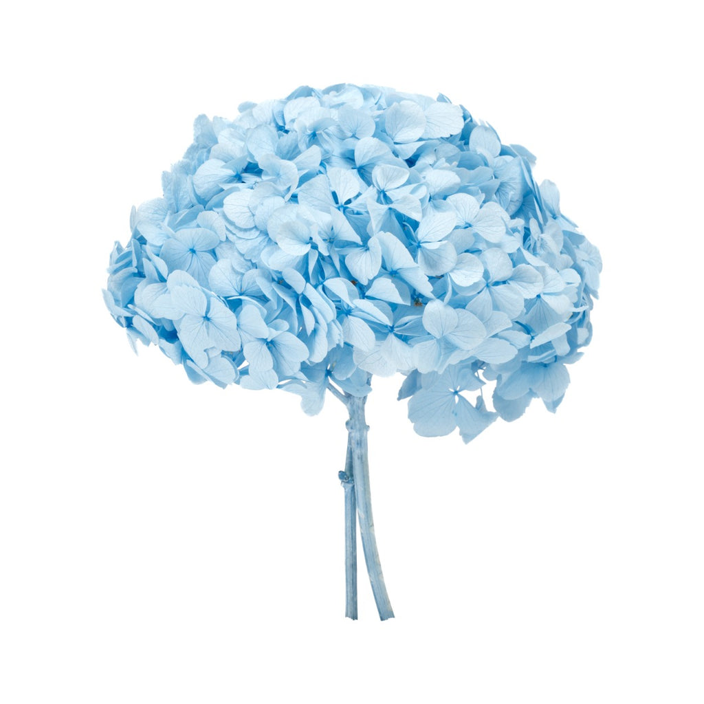 Premium Hydrangea