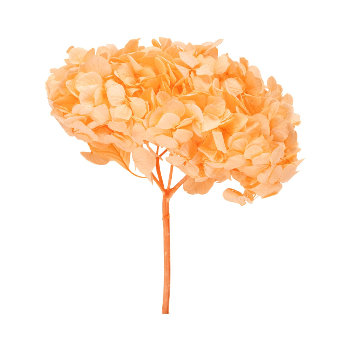 Stromek Gold Hydrangea