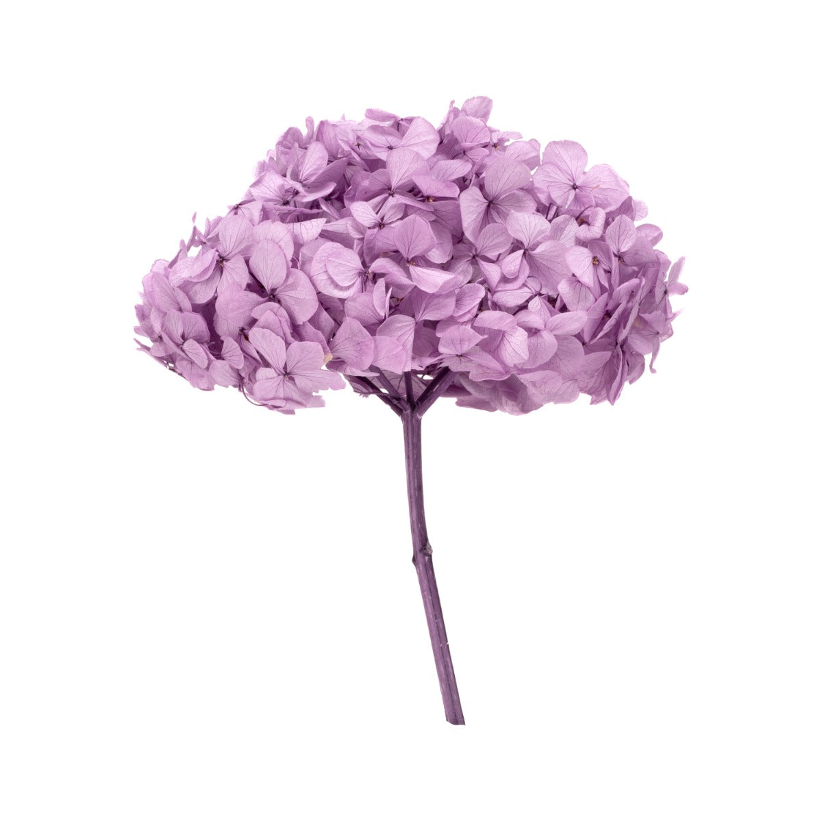 Premium Hydrangea