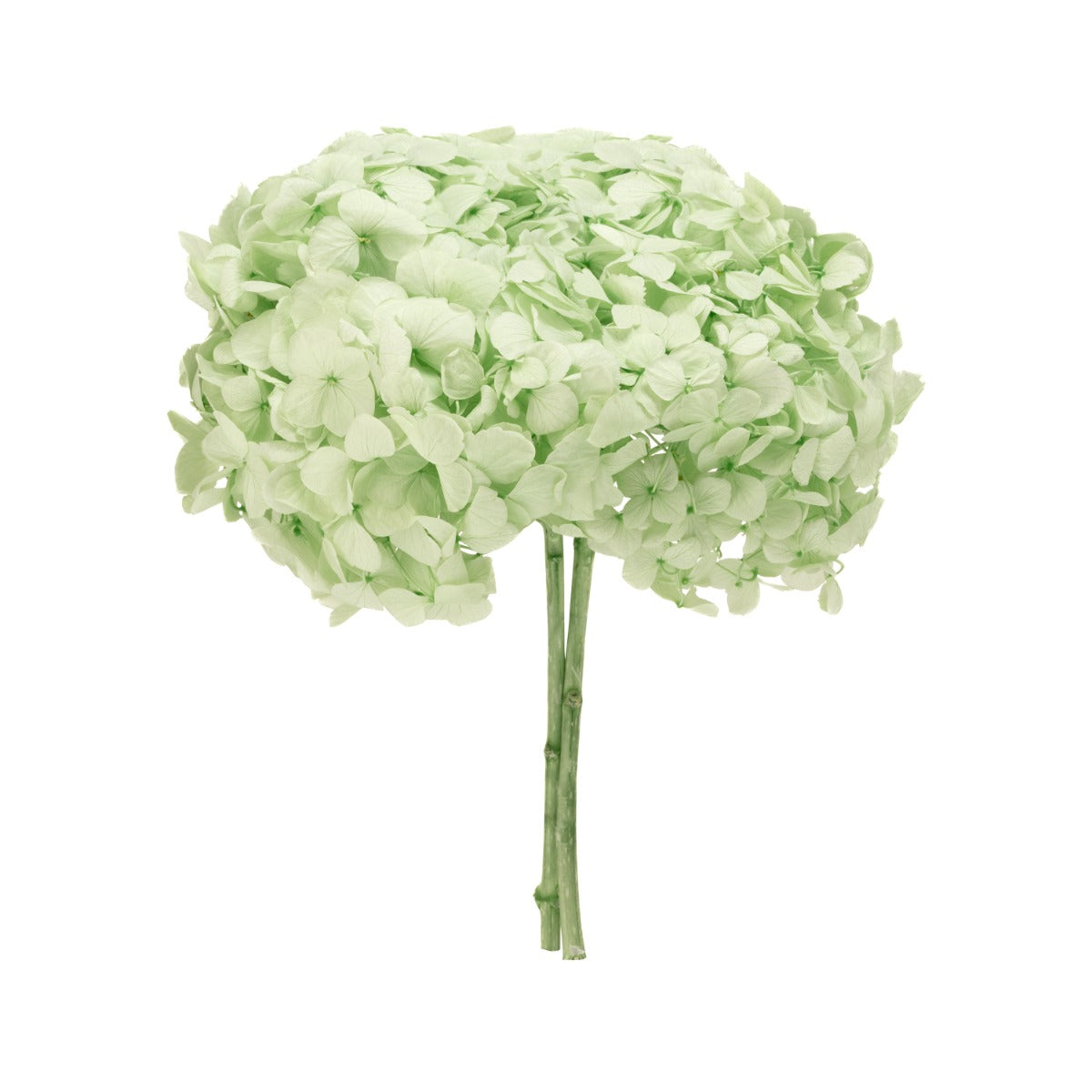 Premium Hydrangea