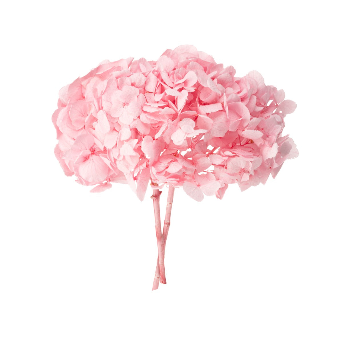Premium Hydrangea