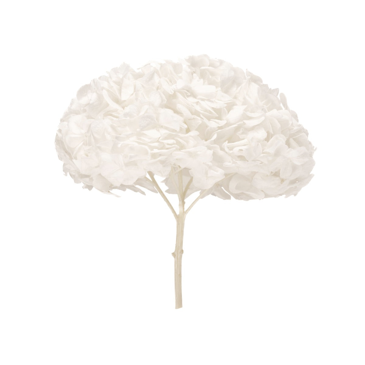 Premium Hydrangea