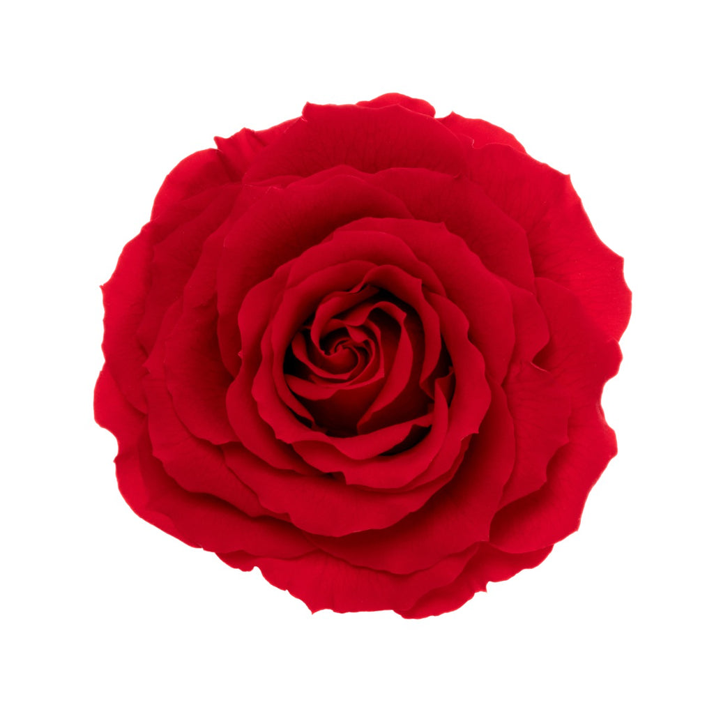 King Rose Heads