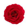 King Rose Heads