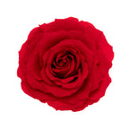 King Rose Heads
