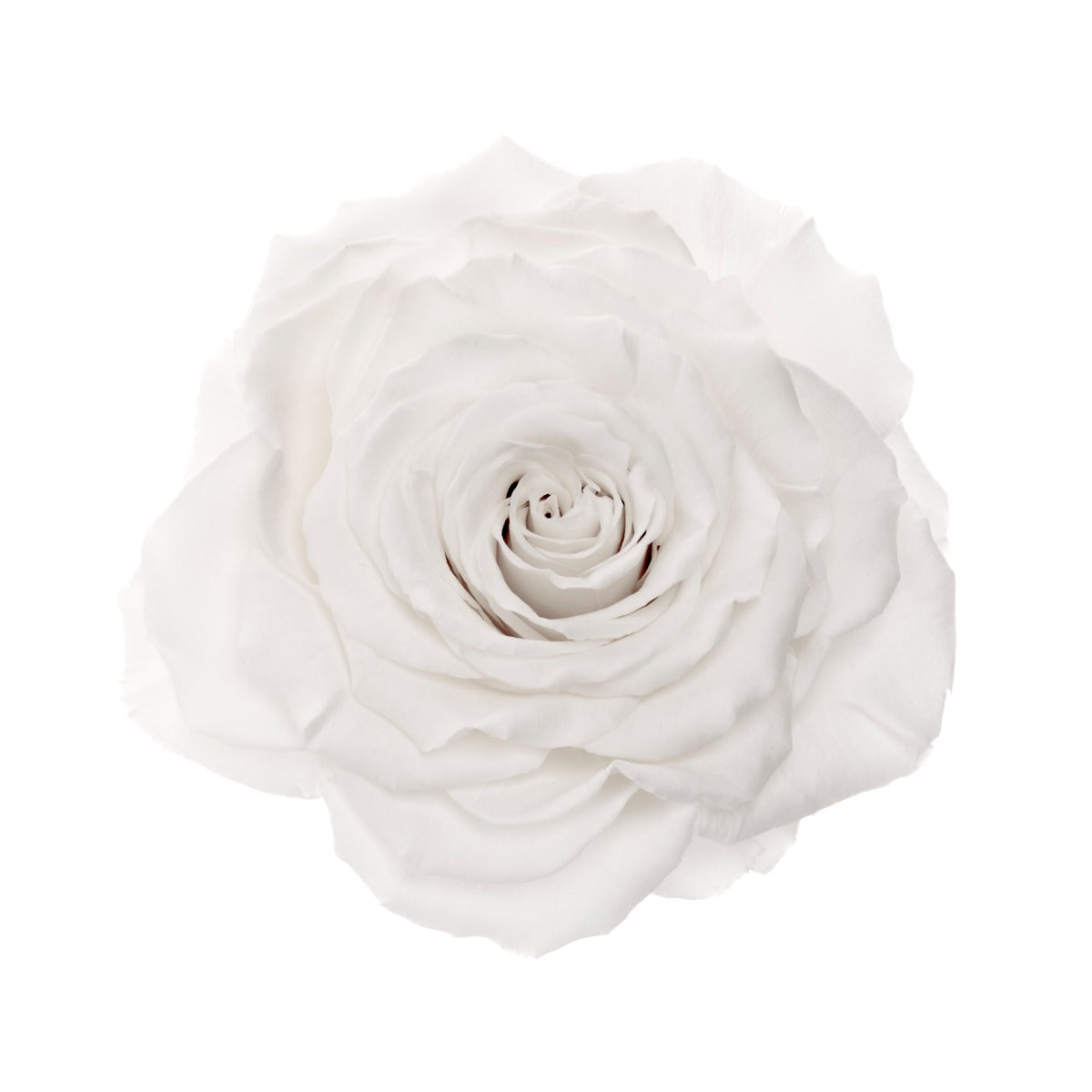 King Rose Heads
