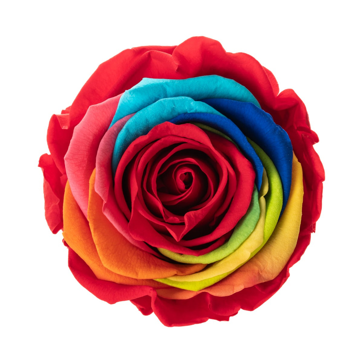 Standard Rose Heads
