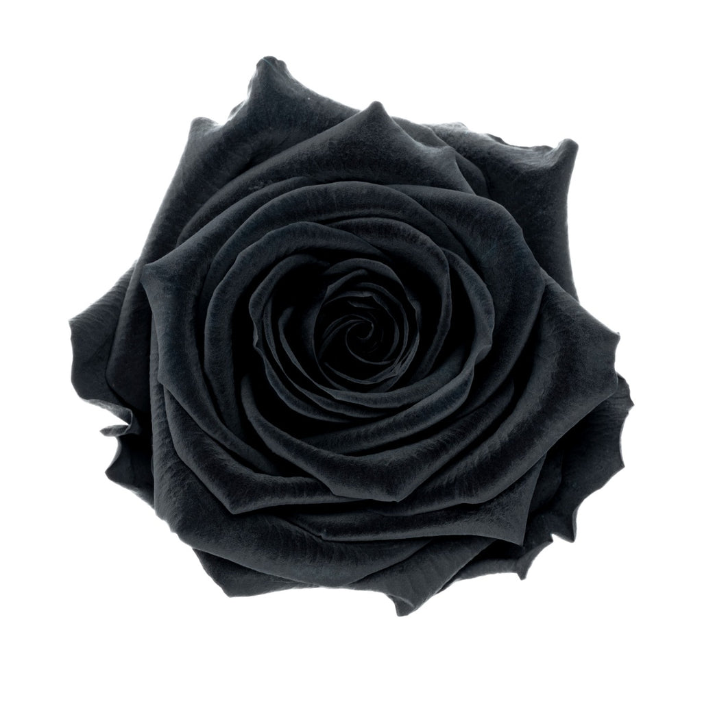 Premium Rose Heads