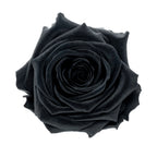 Premium Rose Heads