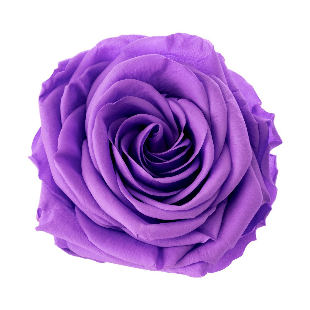 Premium Rose Heads