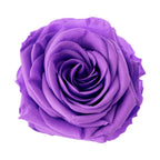 Premium Rose Heads