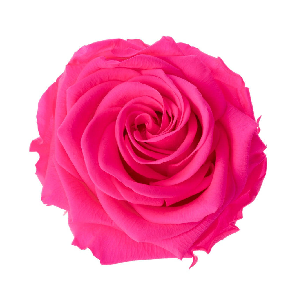 Premium Rose Heads