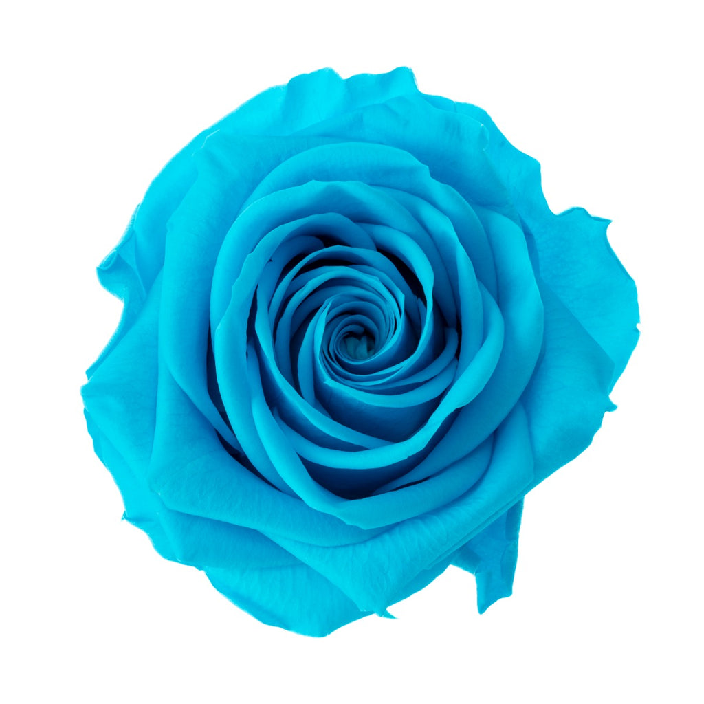 Premium Rose Heads