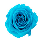 Premium Rose Heads