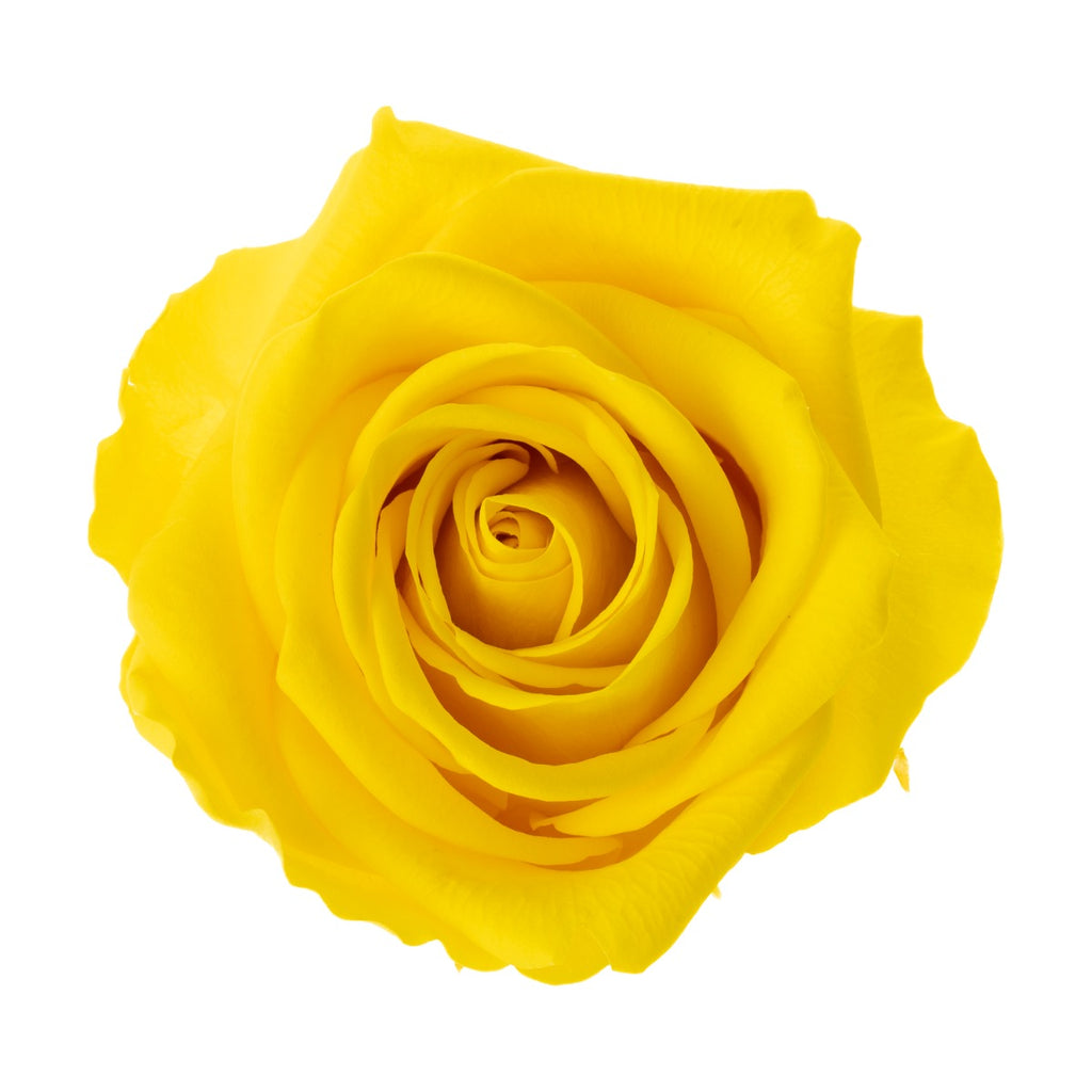 Premium Rose Heads