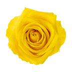Premium Rose Heads