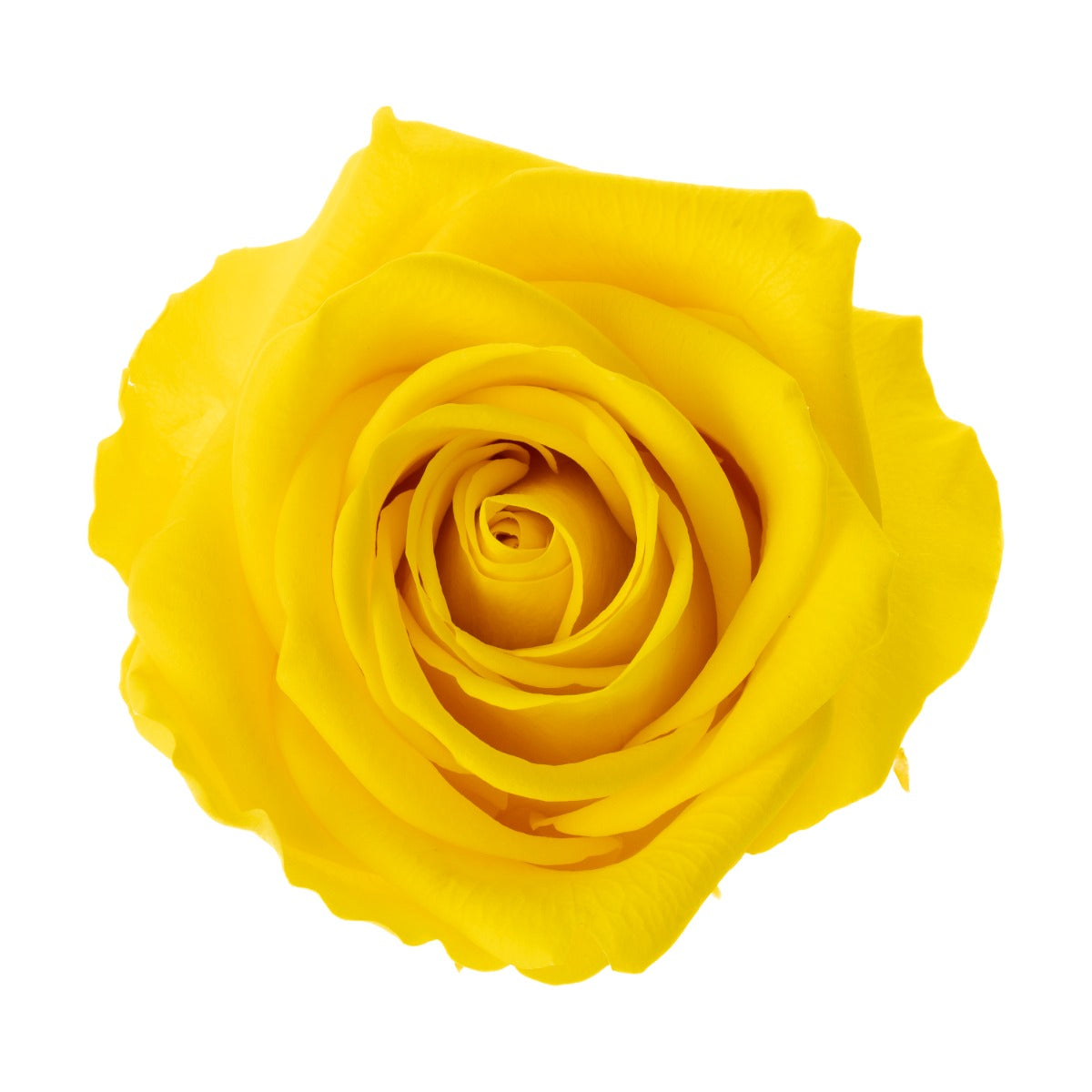 Premium Rose Heads