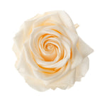 Premium Rose Heads