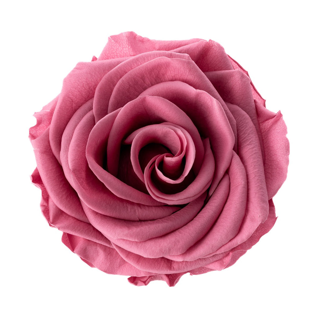 Premium Rose Heads