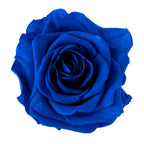 Premium Rose Heads