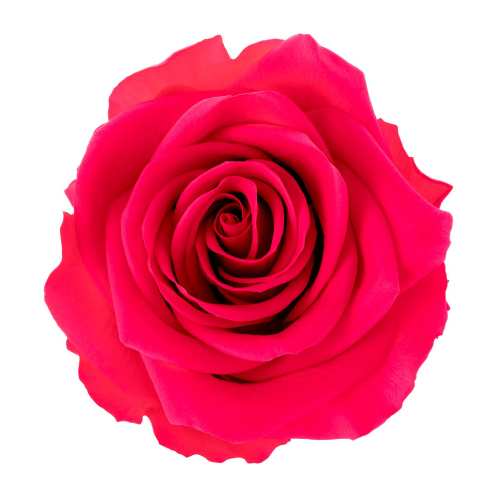 Premium Rose Heads