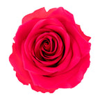 Premium Rose Heads