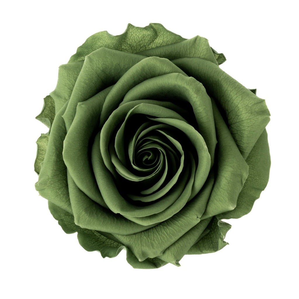Premium Rose Heads