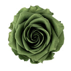 Premium Rose Heads