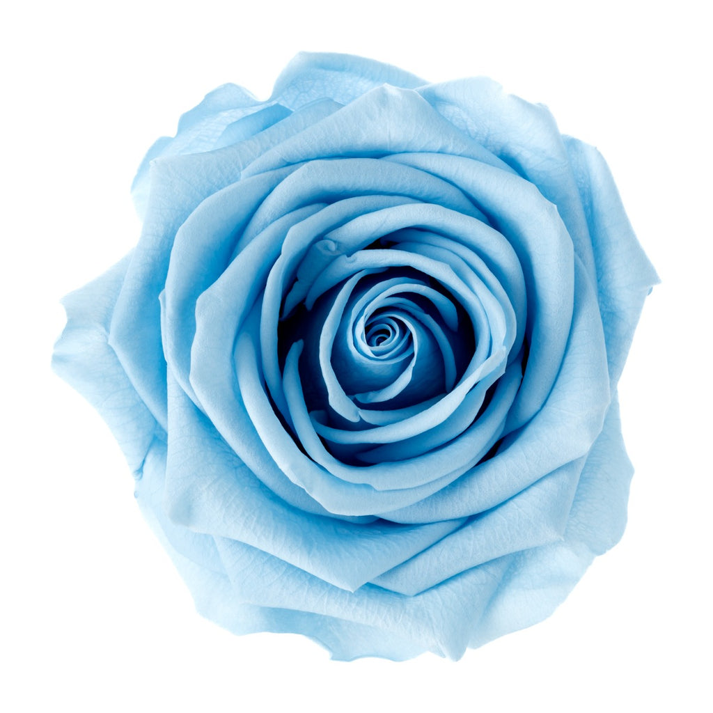 Premium Rose Heads