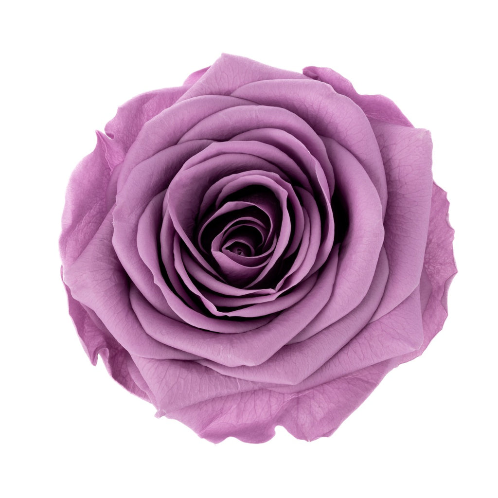 Premium Rose Heads