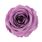 Premium Rose Heads