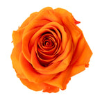 Premium Rose Heads