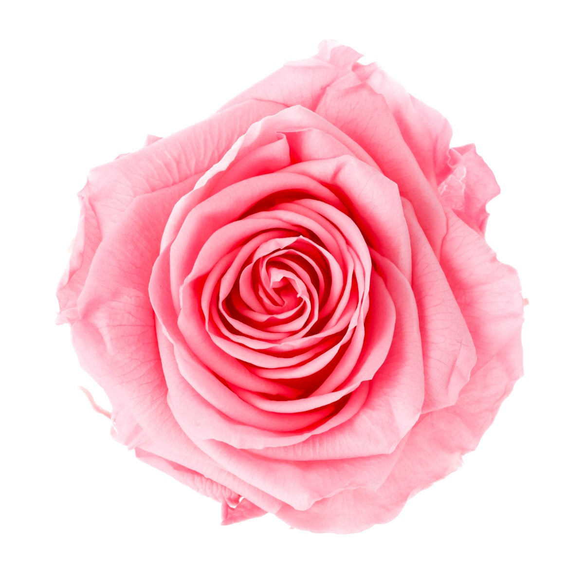 Premium Rose Heads