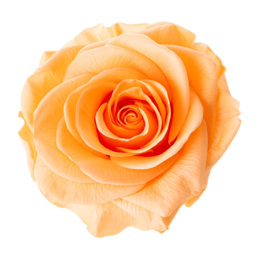 Premium Rose Heads