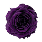 Premium Rose Heads