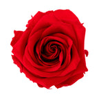 Premium Rose Heads
