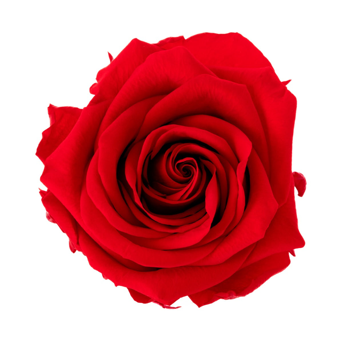 Premium Roses, Gift Packaging