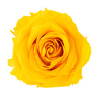 Premium Rose Heads