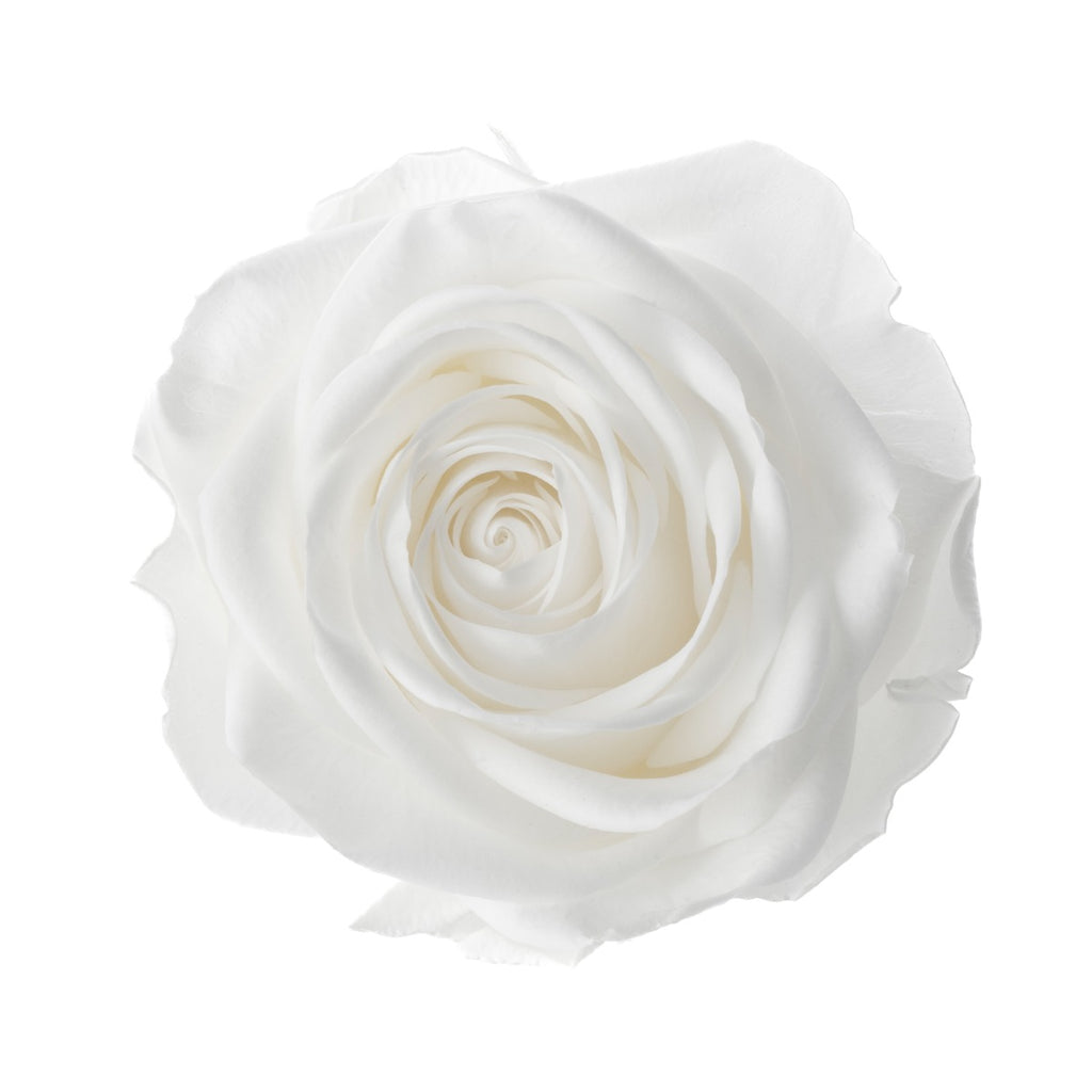Premium Rose Heads