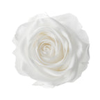 Premium Rose Heads