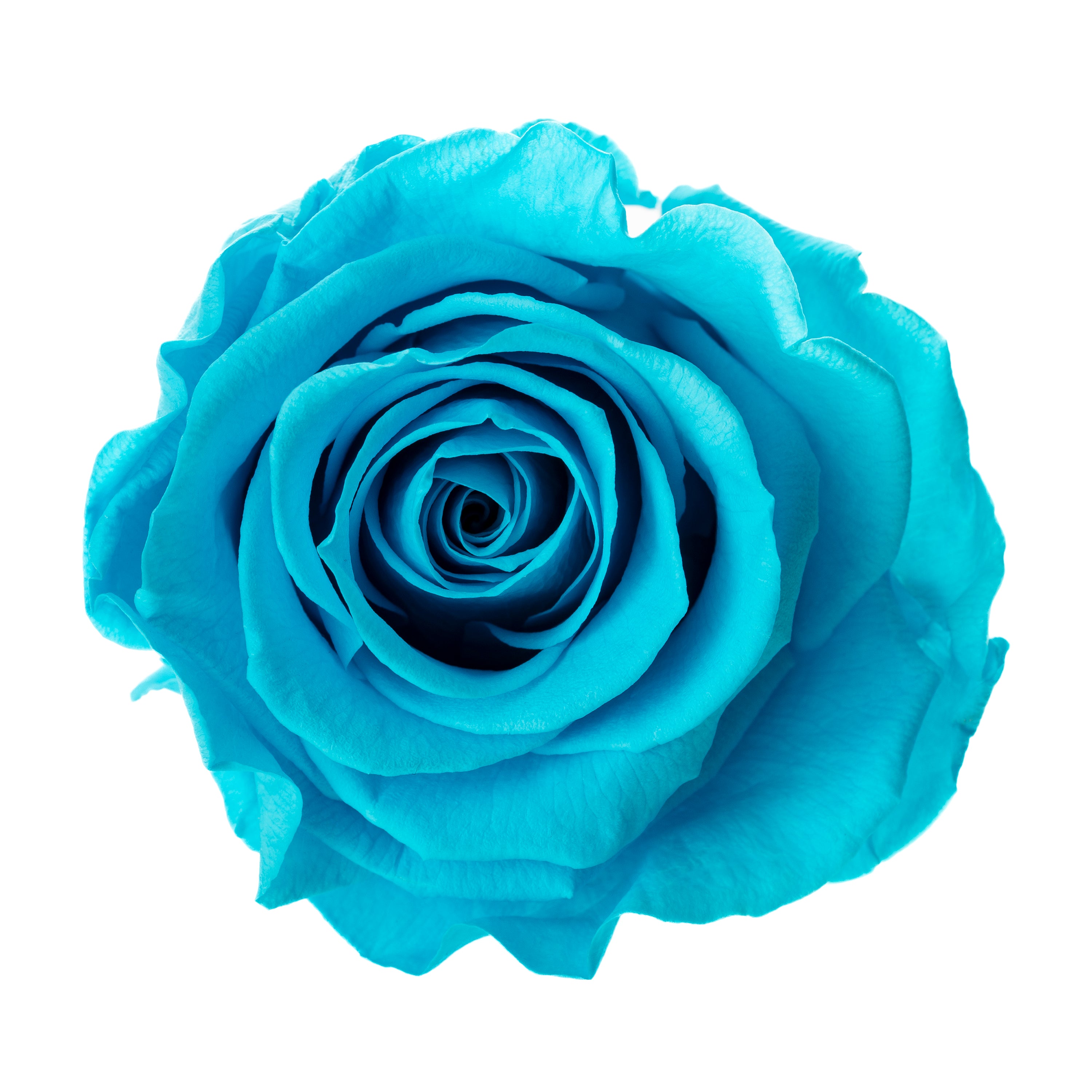 Mini rose heads