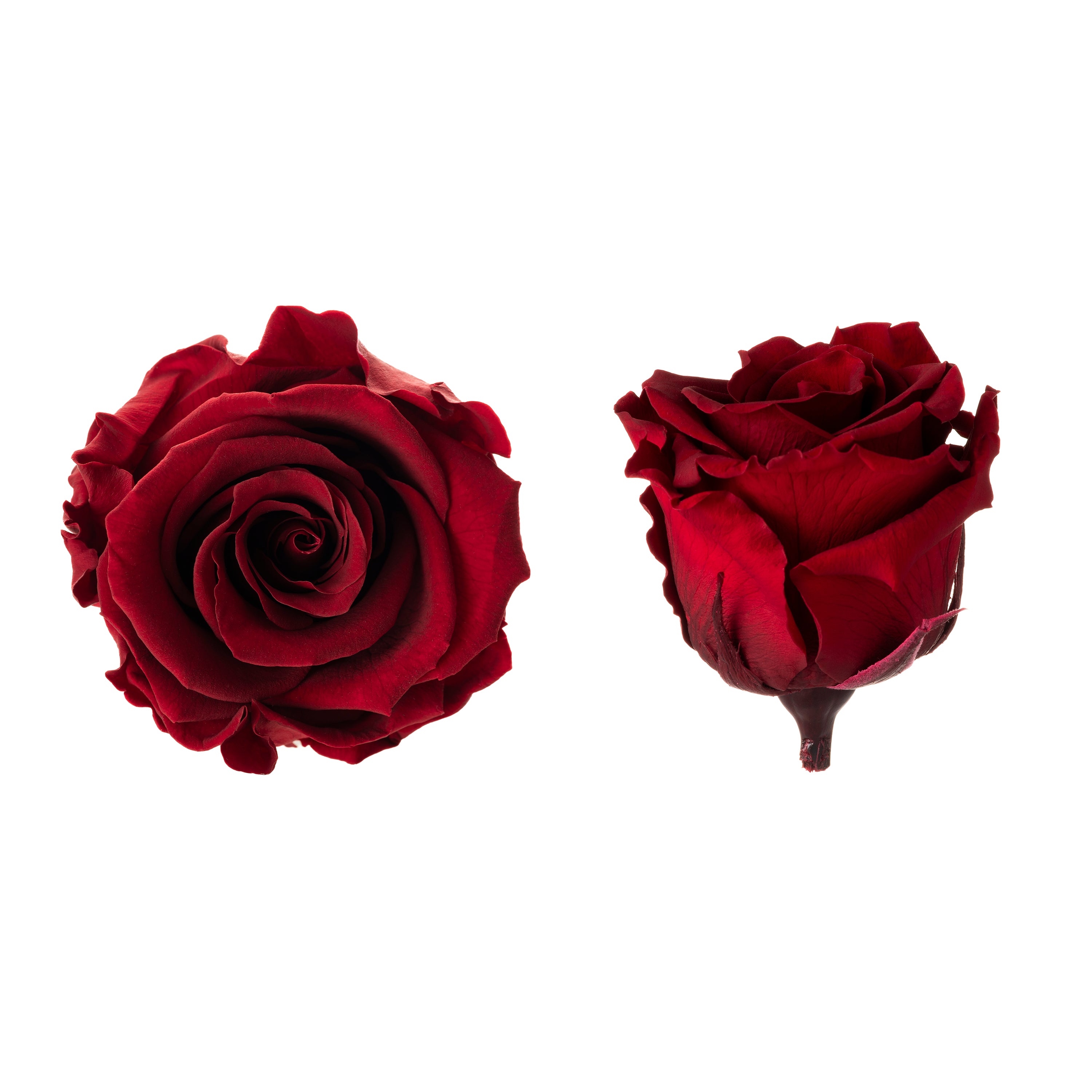 Princess rose heads