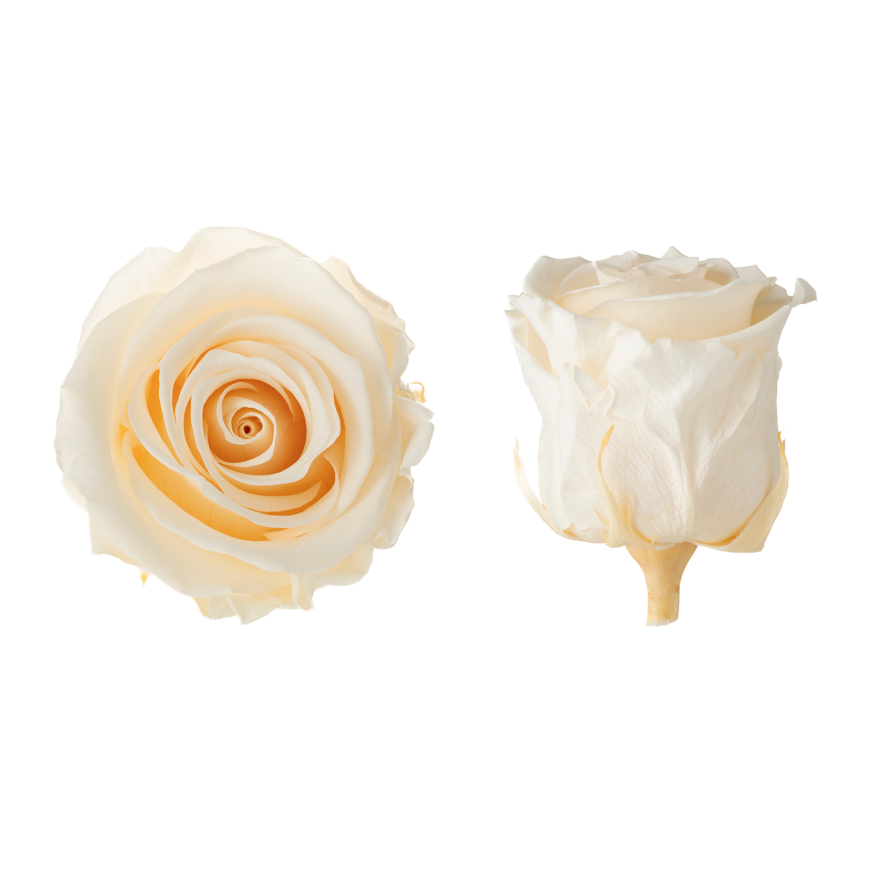 Princess rose heads
