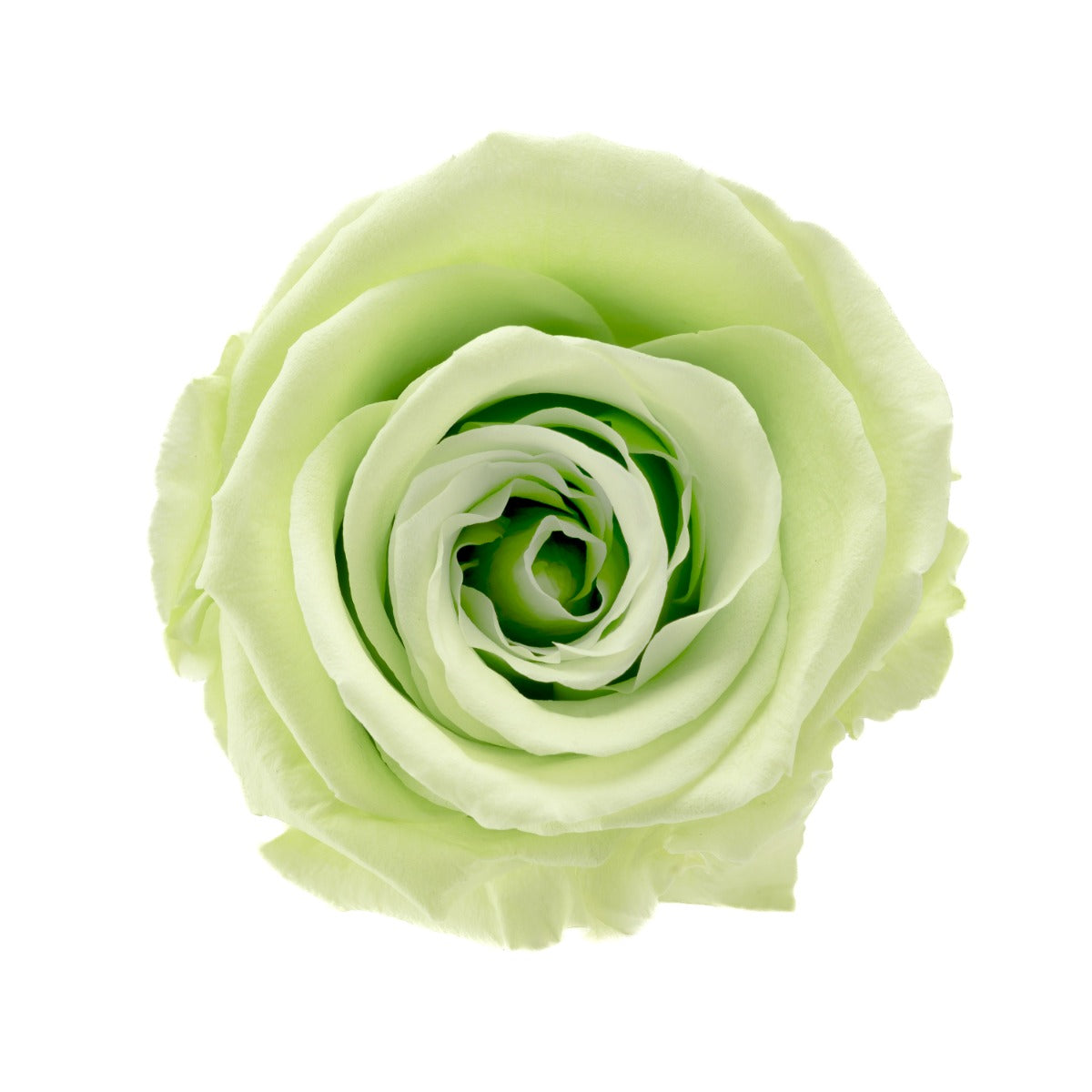 Standard Rose Heads