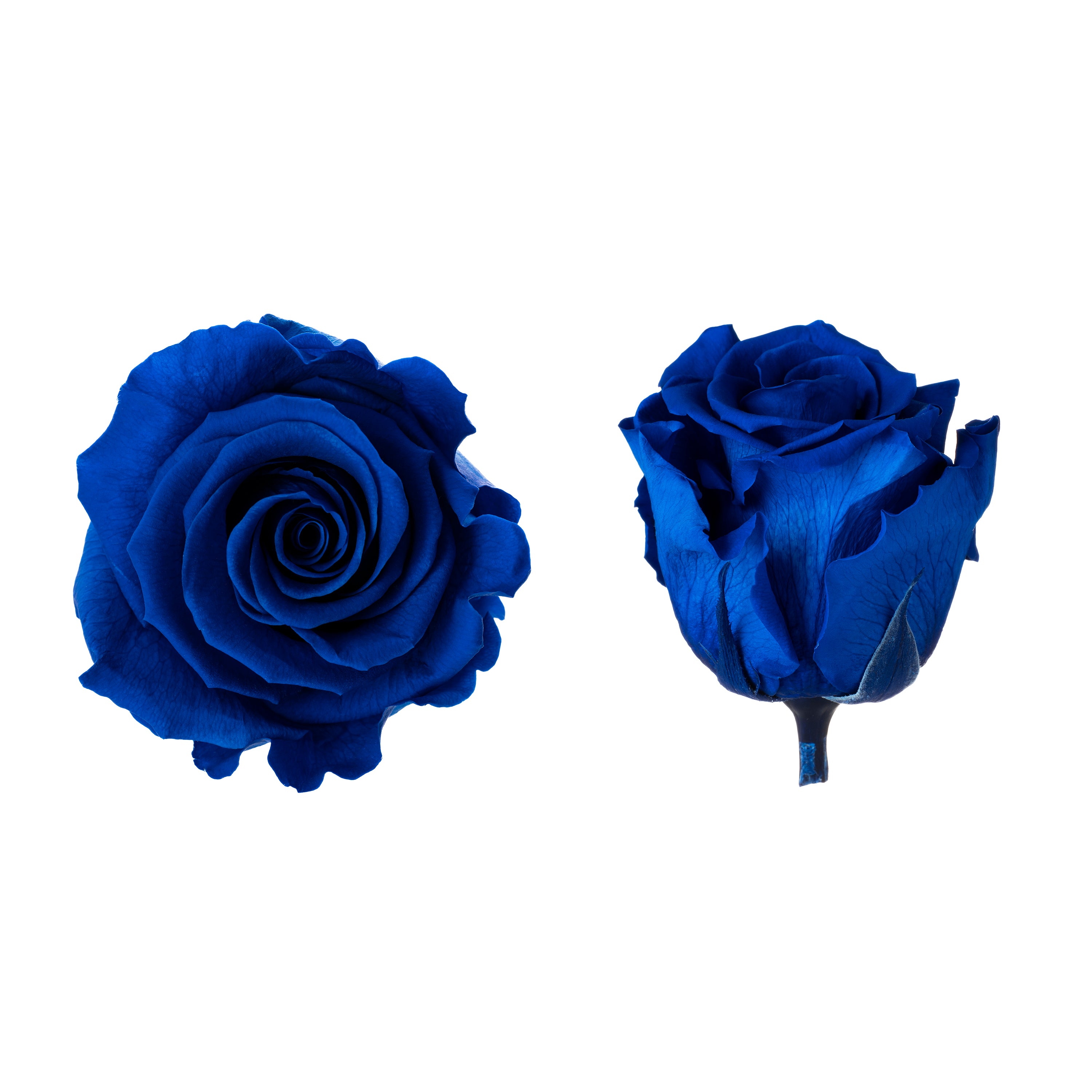 Princess rose heads