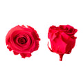 Princess rose heads